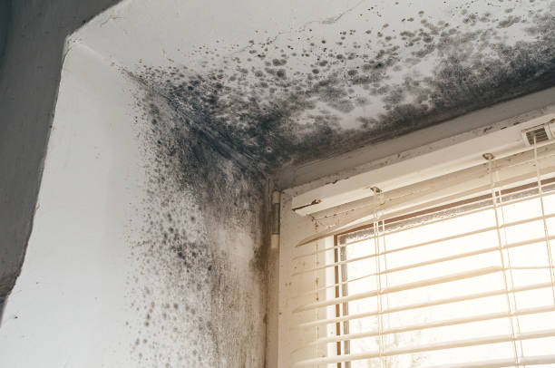Mold Remediation service in Gulf, Gulf, NC