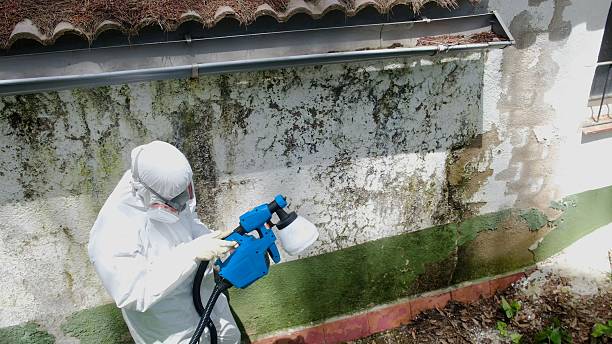 Mold Removal service in Gulf